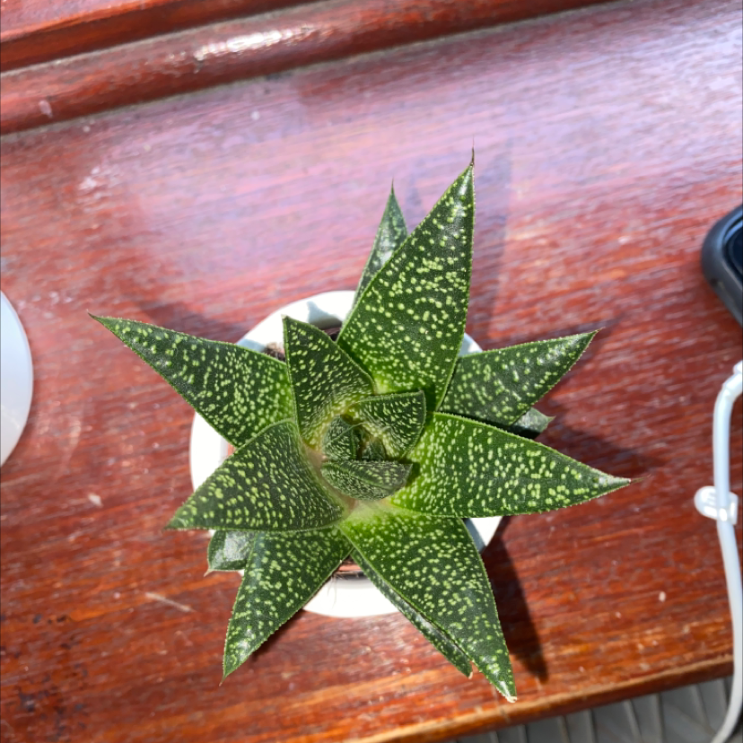 Top view of a healthy Bredasdorp Gasteria plant in a small pot with dark green leaves and white speckles.