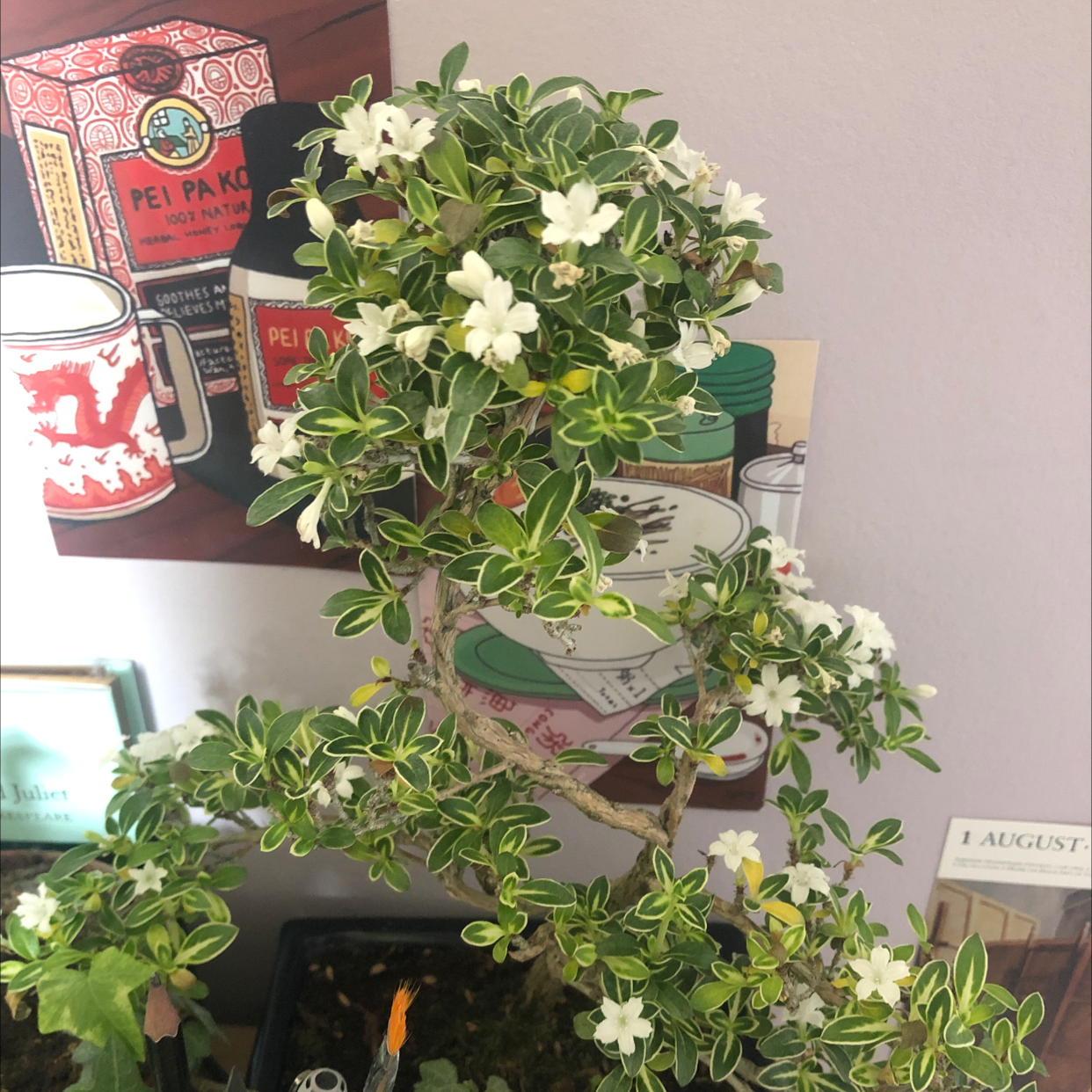 Snowrose plant with variegated leaves and white flowers, well-framed and healthy.