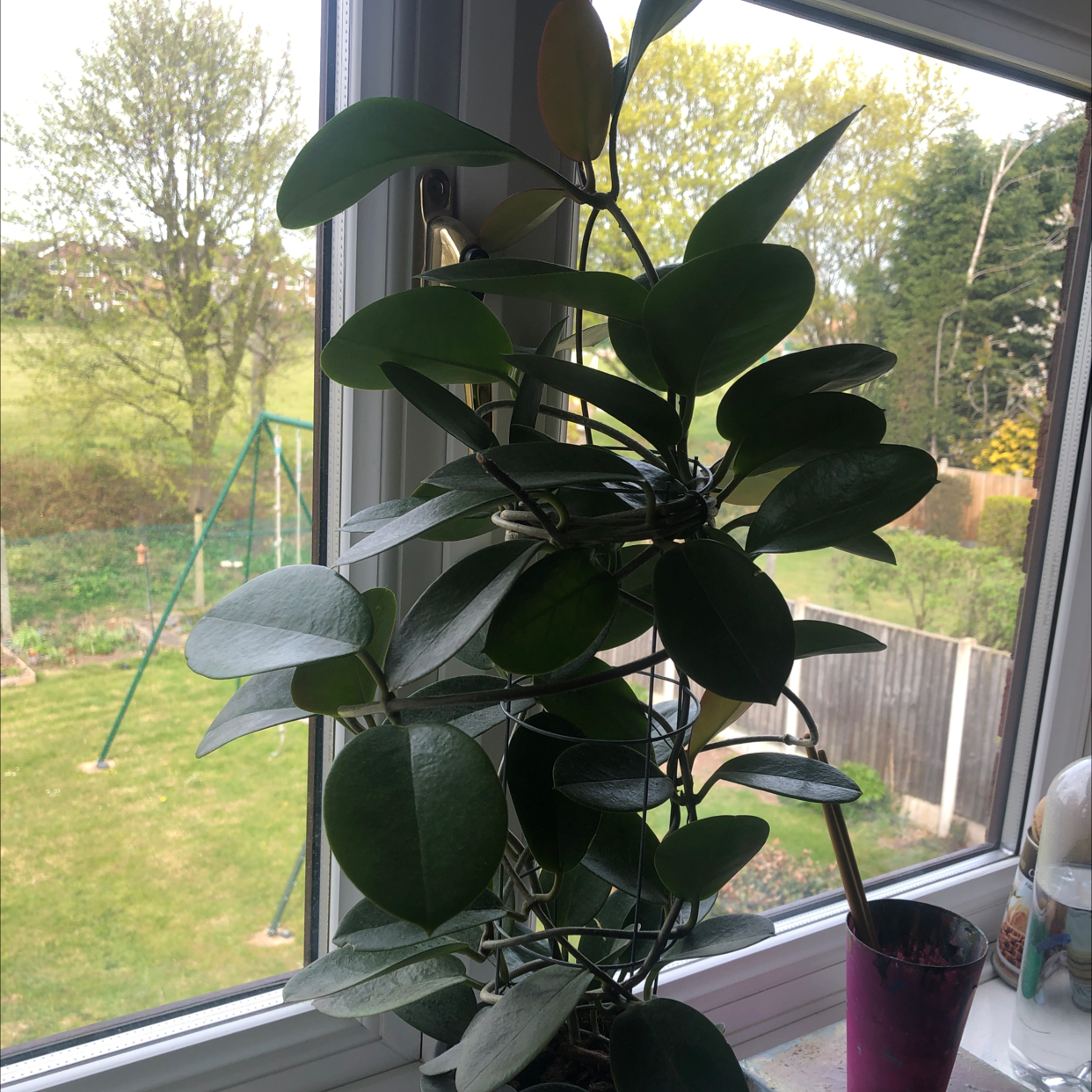 Waxvine plant on a windowsill with mostly green leaves and one yellowing leaf at the top.