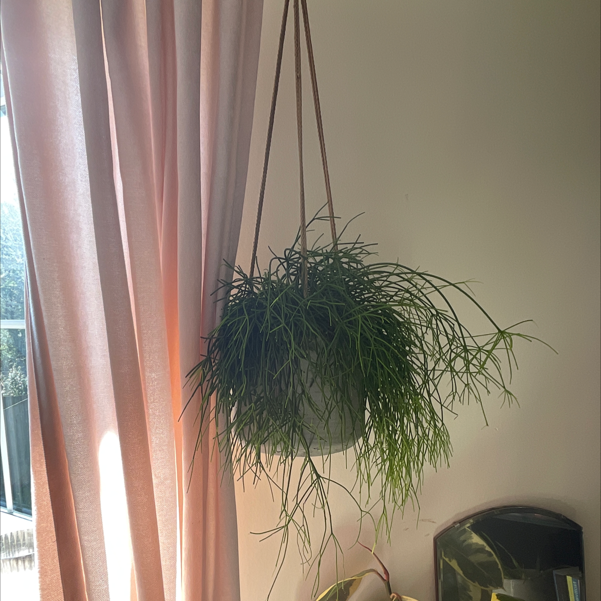 Hanging Mistletoe Cactus in a well-lit indoor setting, appears healthy.