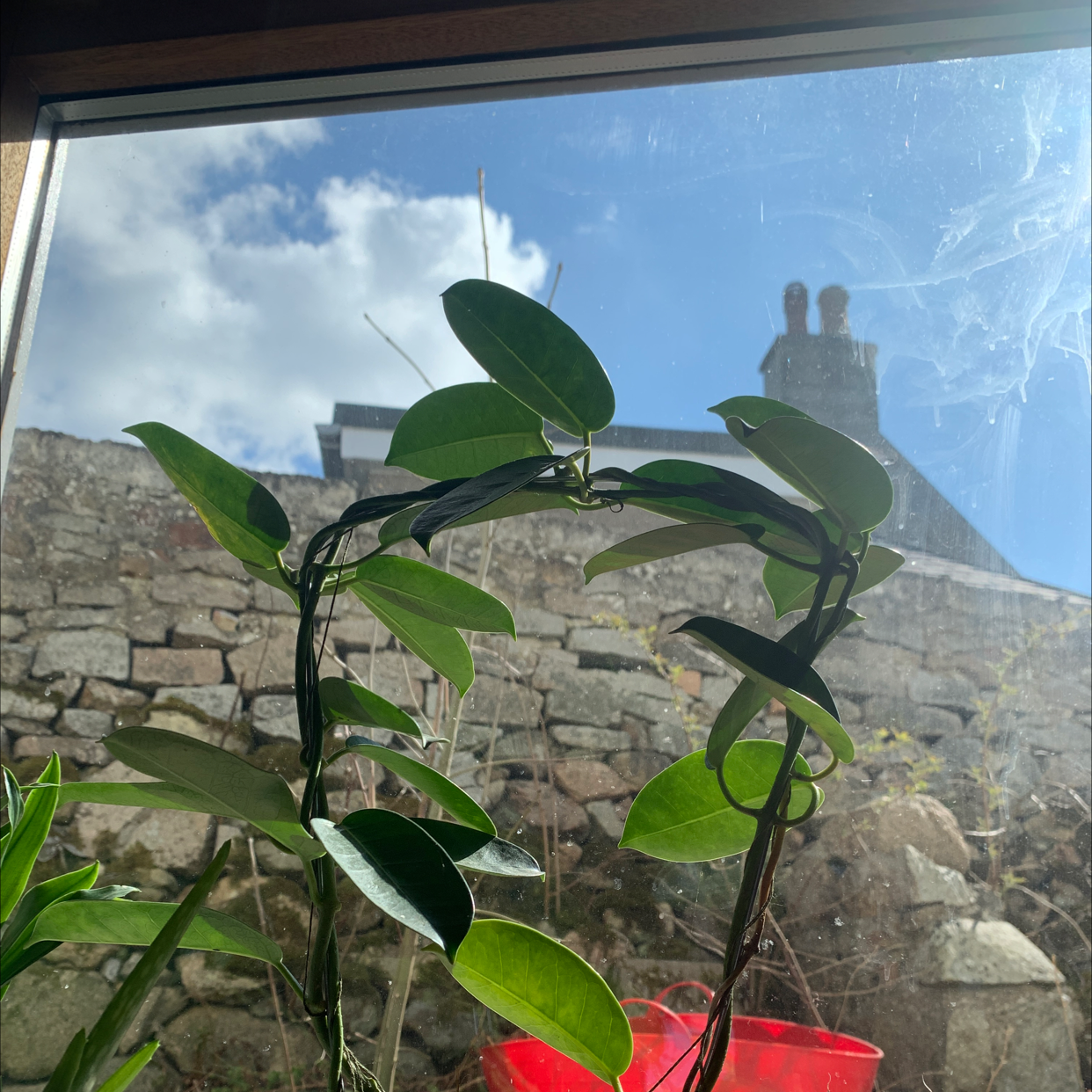 Stephanotis plant with healthy green leaves, well-framed against a clear background.