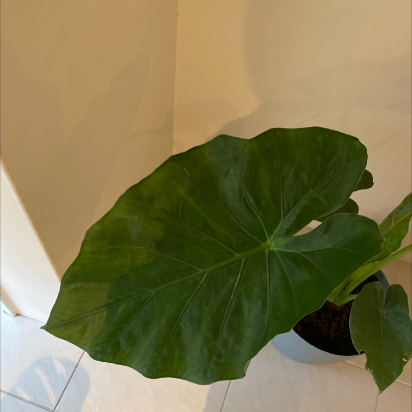 Healthy Alocasia nebula 'Imperialis' leaf in a pot indoors.