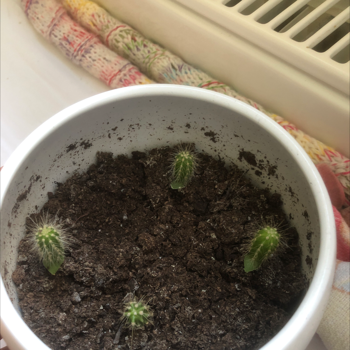 Potted Silver Torch Cactus with multiple small cacti growing in soil.