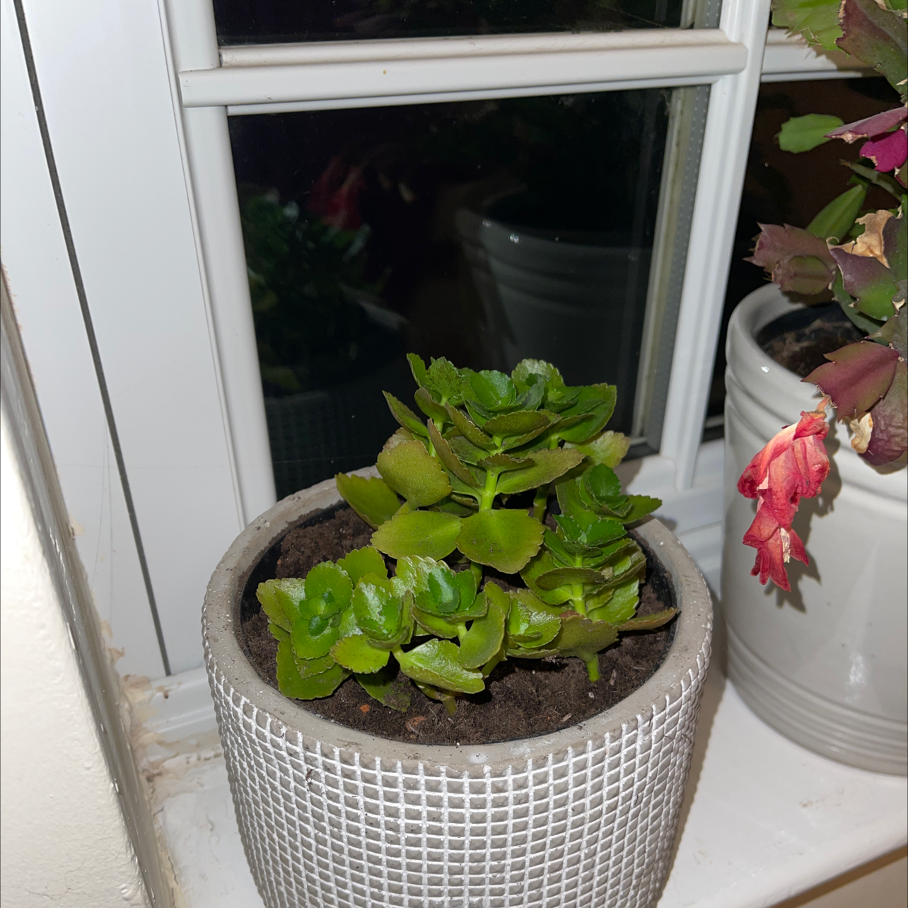 Healthy Showy Stonecrop succulent with vibrant green leaves in a white ceramic pot, well-framed against a window background.