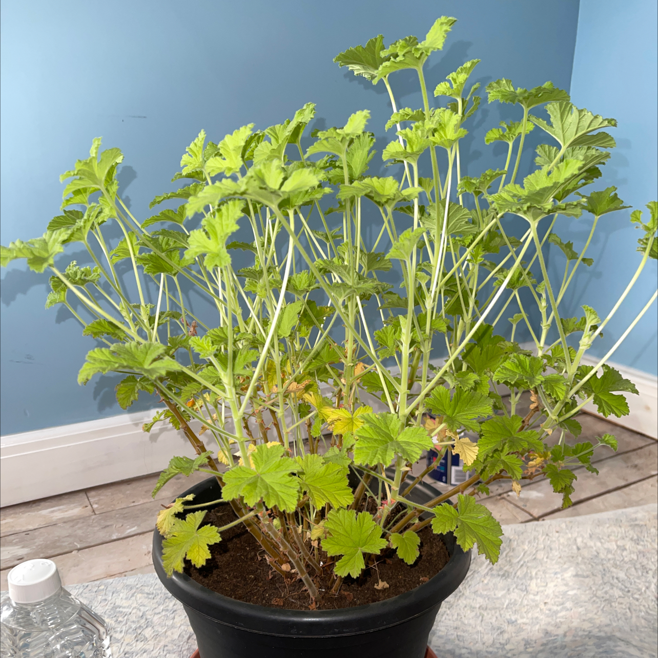 Sweet Scented Geranium in a black pot with vibrant green leaves, well-framed and in focus.