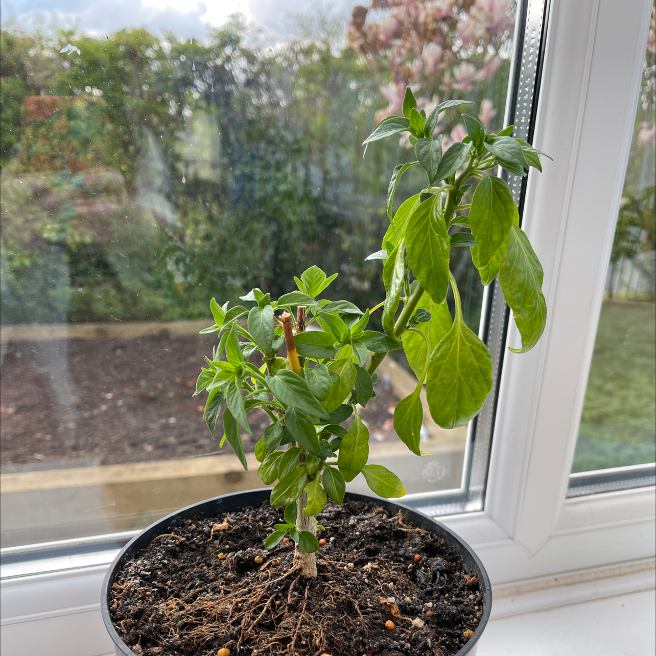 Jalapeño Pepper plant photo by @jessicasquires named Chilli Plant on Greg, the plant care app.
