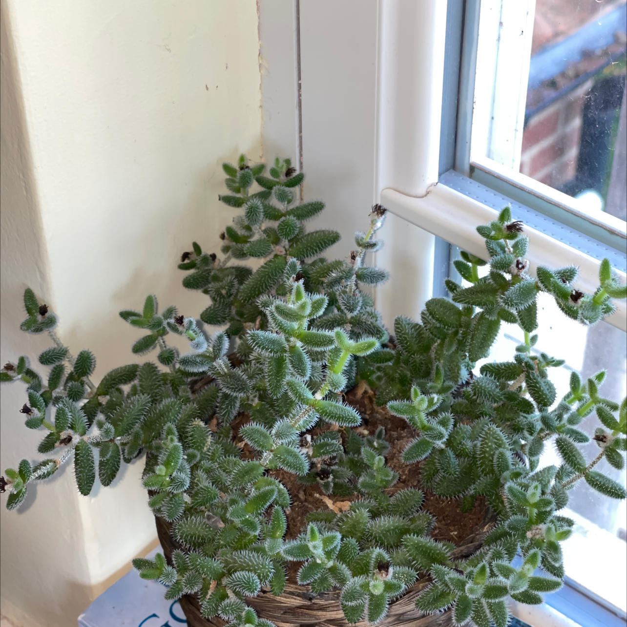 Healthy Pickle Plant near a window with green leaves and no visible health issues.