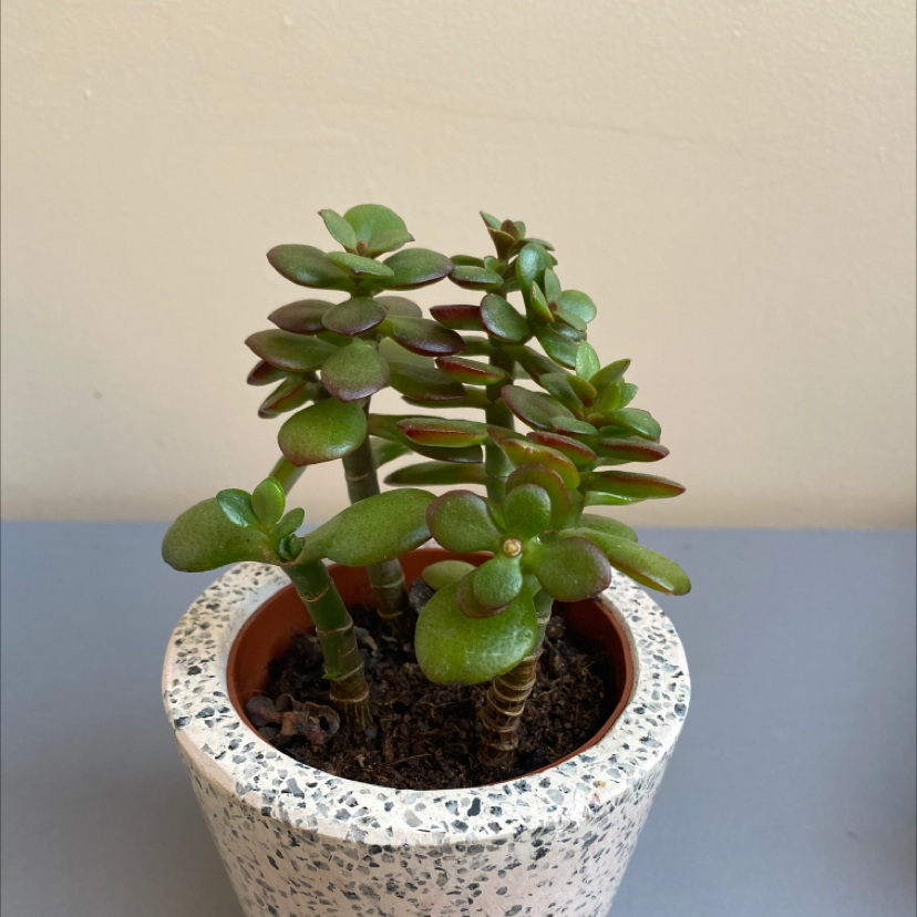 Lucky Plant plant photo by @elliemackay named tarquina on Greg, the plant care app.