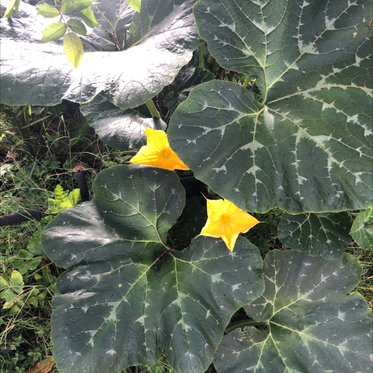 Pumpkin plant with large green leaves and two yellow flowers.