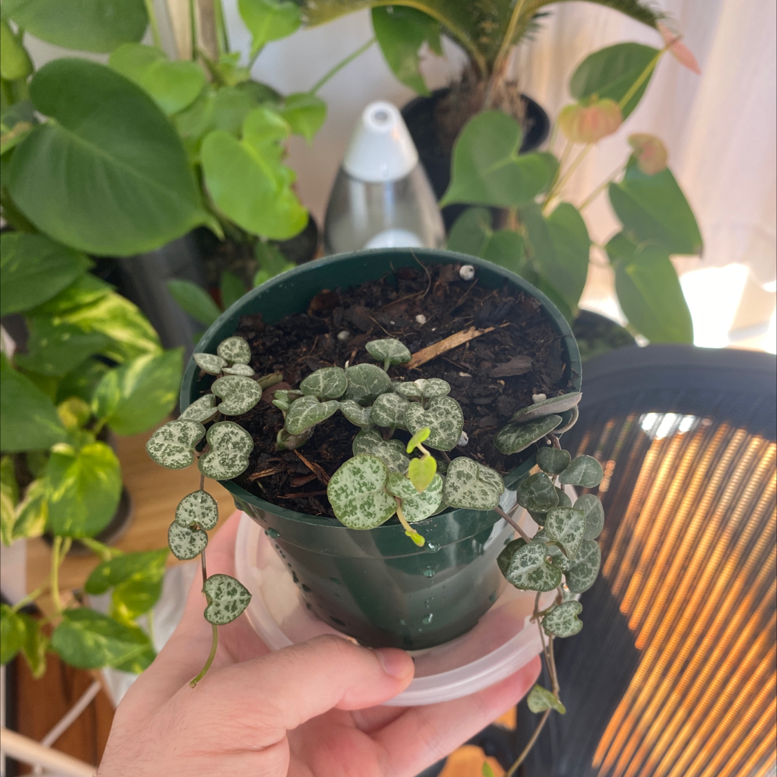 Healthy potted Chain of Hearts plant with green and silver heart-shaped leaves held in hands, houseplants in background.