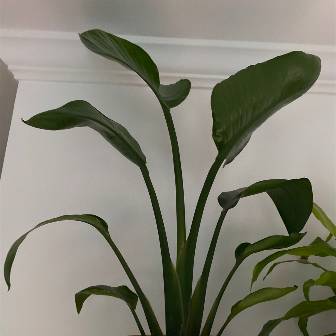 Bird of Paradise plant with large green leaves against a white wall.