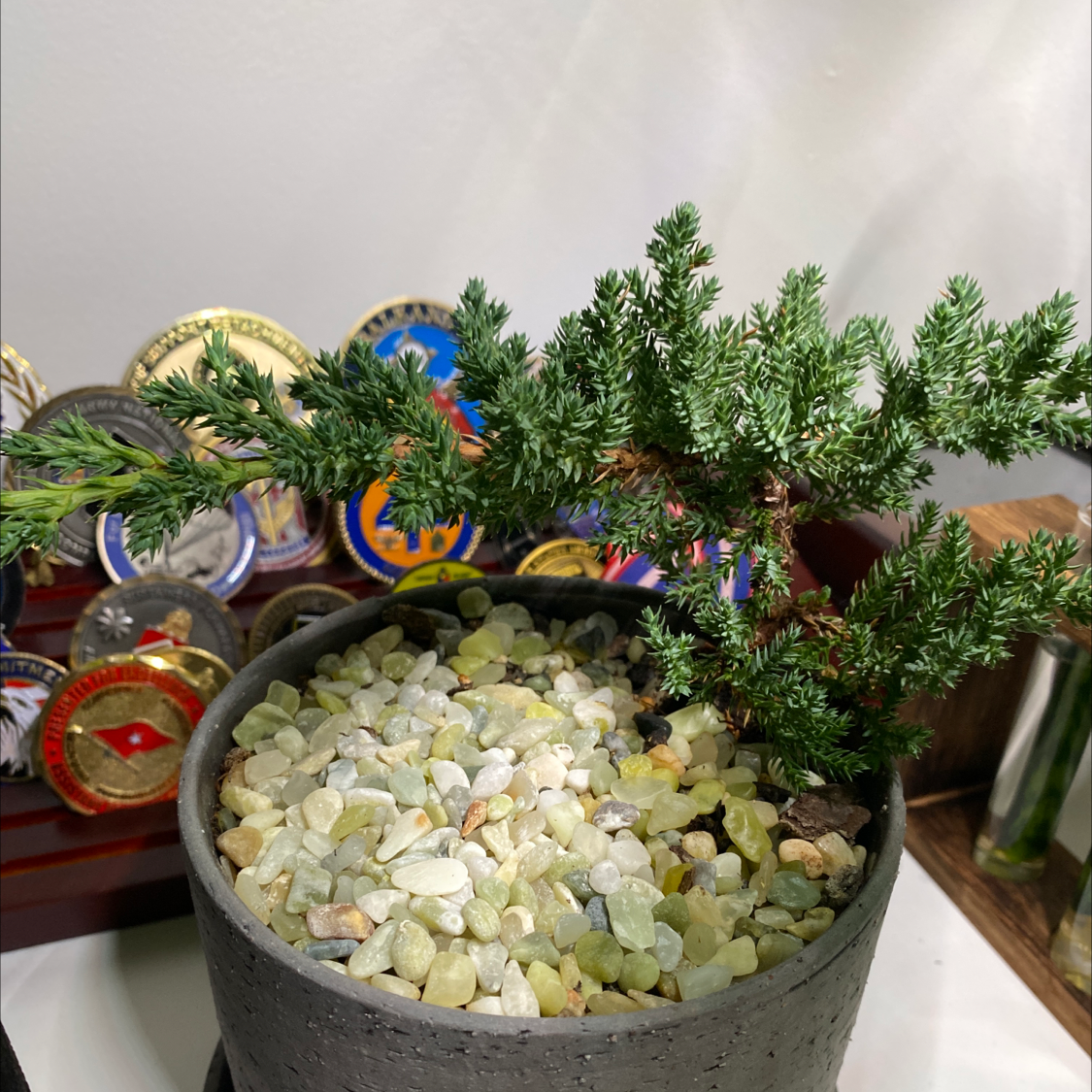 Potted American Common Juniper with decorative stones, healthy green foliage.