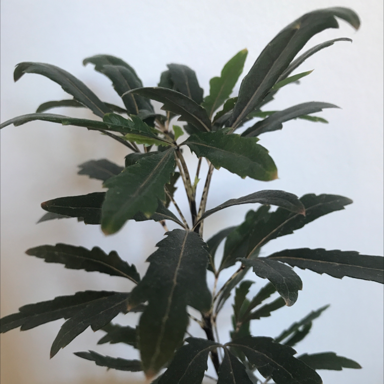Photo of the plant species Schefflera Elegantissima by Mads named smol on Greg, the plant care app