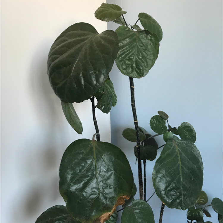 Fabian Aralia plant with large, dark green leaves, some browning at the edges.