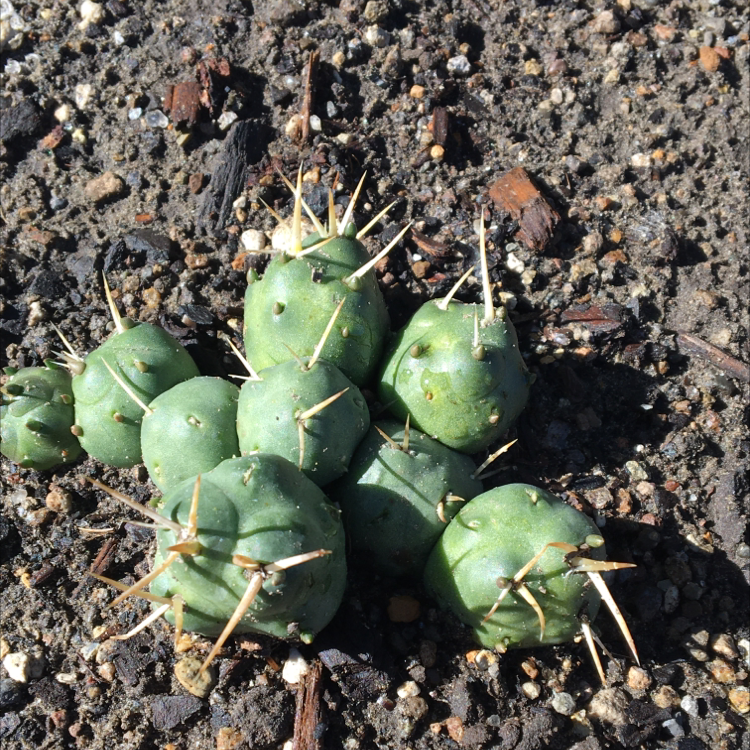 Cluster of small, green Peyote cacti with spines growing in rocky soil.
