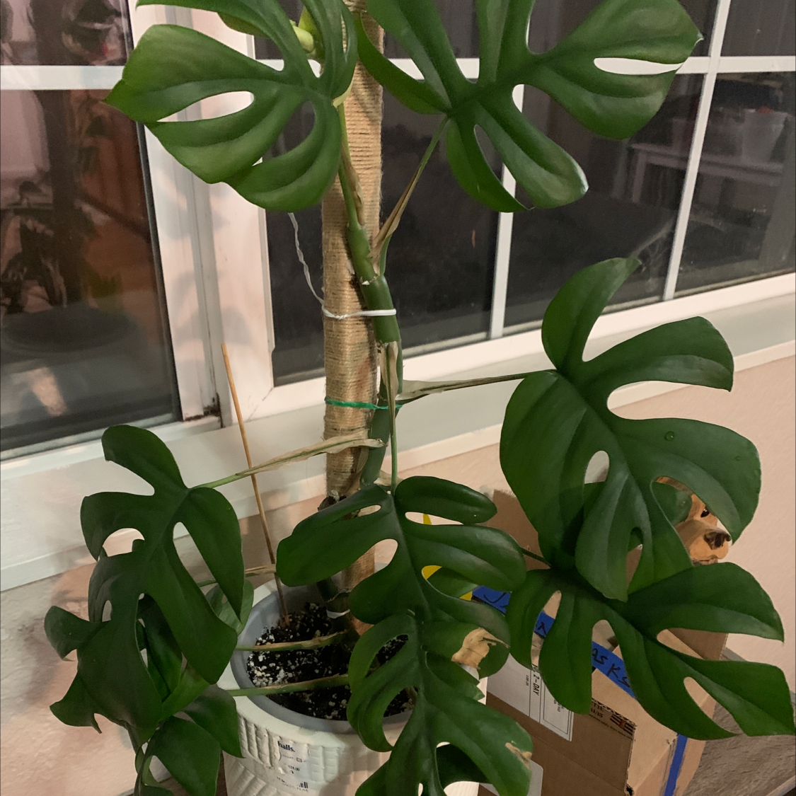 Mini Monstera plant photo by @Smarti named Ralphy on Greg, the plant care app.