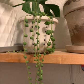 String of Pearls plant in Susanville, California