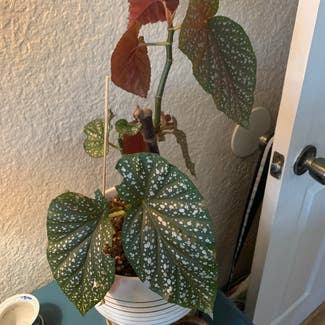Polka Dot Begonia plant in Susanville, California