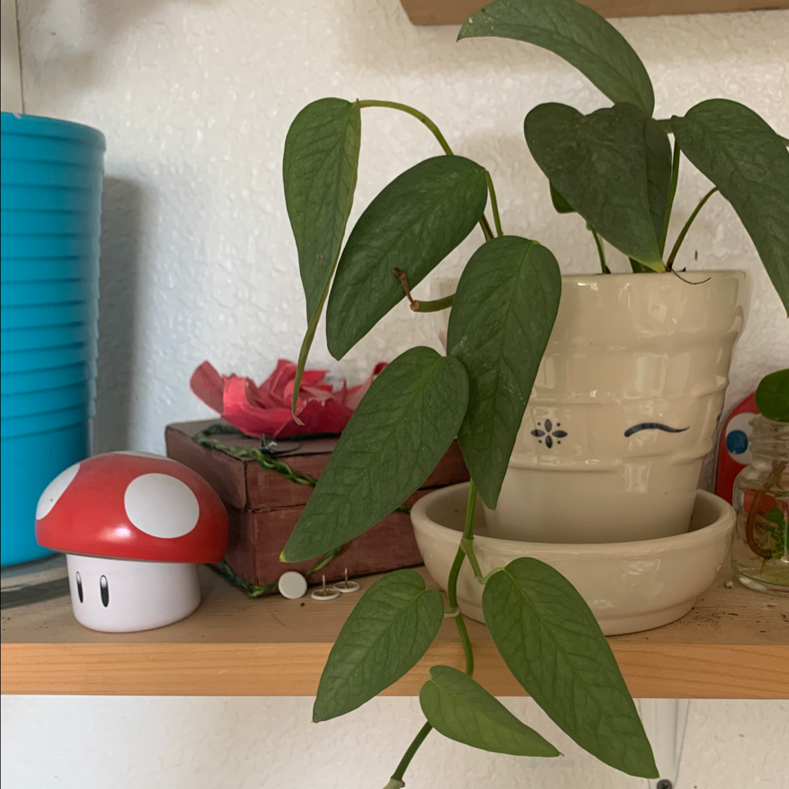 Cebu Blue Pothos plant in a white pot on a shelf with trailing vines and green leaves.