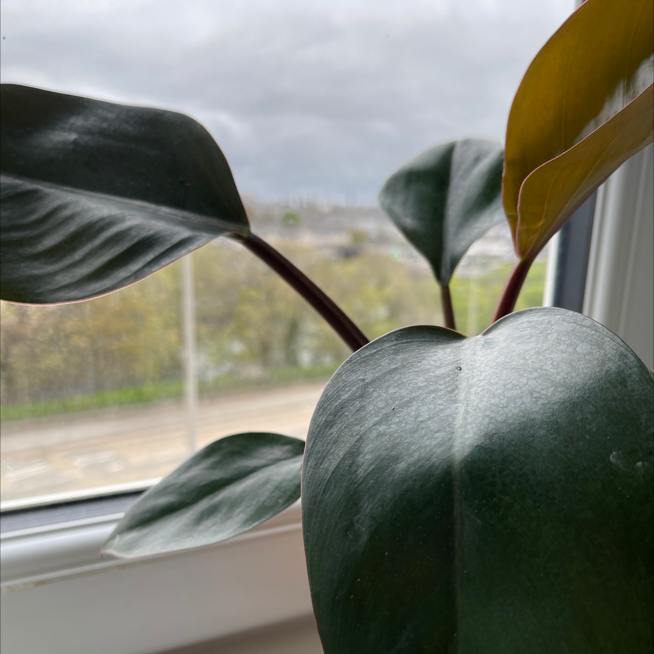 Philodendron 'Red Congo' plant with dark green leaves, one leaf showing yellowing, near a window.