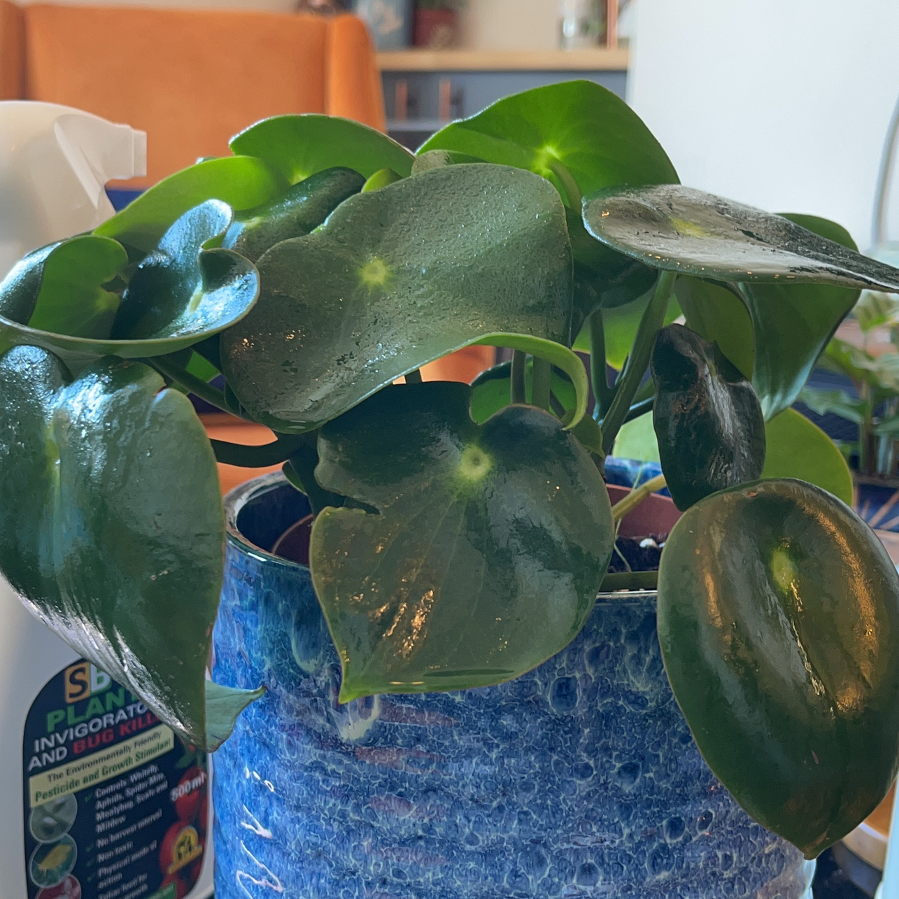 Photo of the plant species Pilea Splash by @Raeraecherry named Barbra on Greg, the plant care app