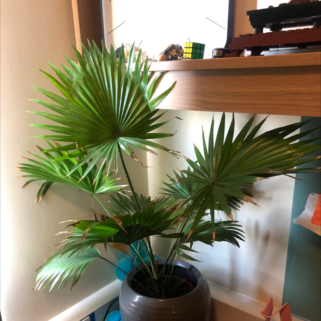 Chinese Fan Palm in a pot indoors with some leaf tips showing slight browning.