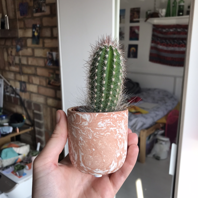 Photo of the plant species Espostoa blossfeldiorum by @Holly named Snowy on Greg, the plant care app