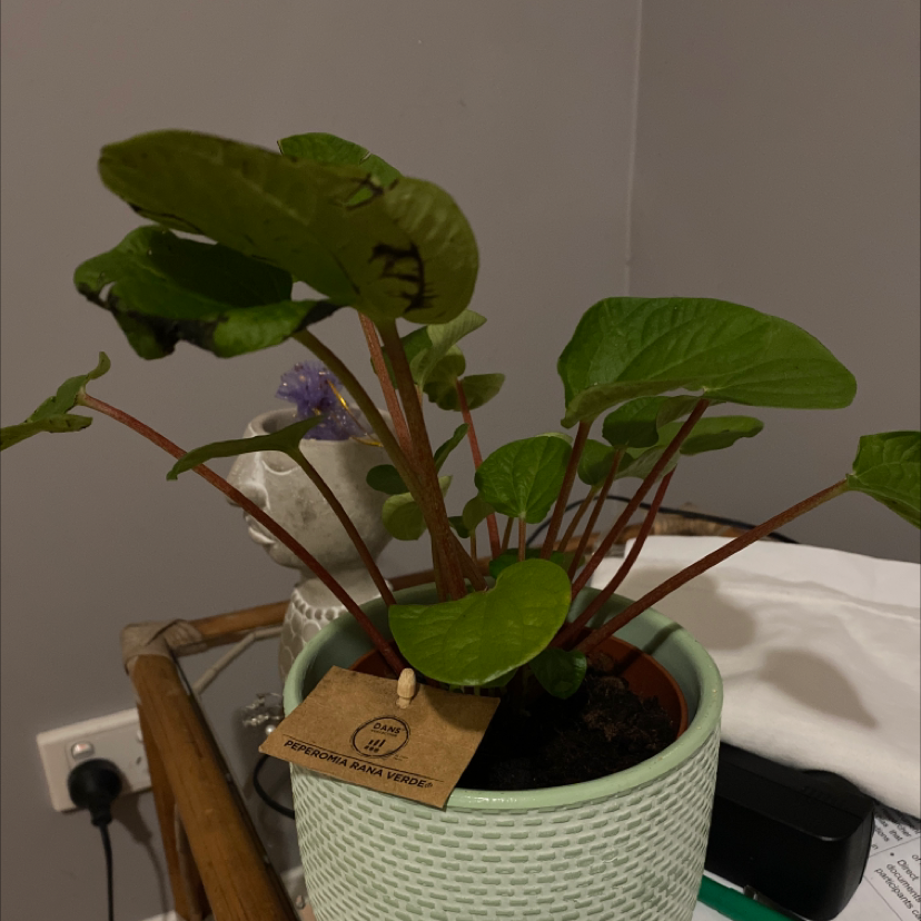 Rana Verde Peperomia plant in a pot with visible soil and a tag.