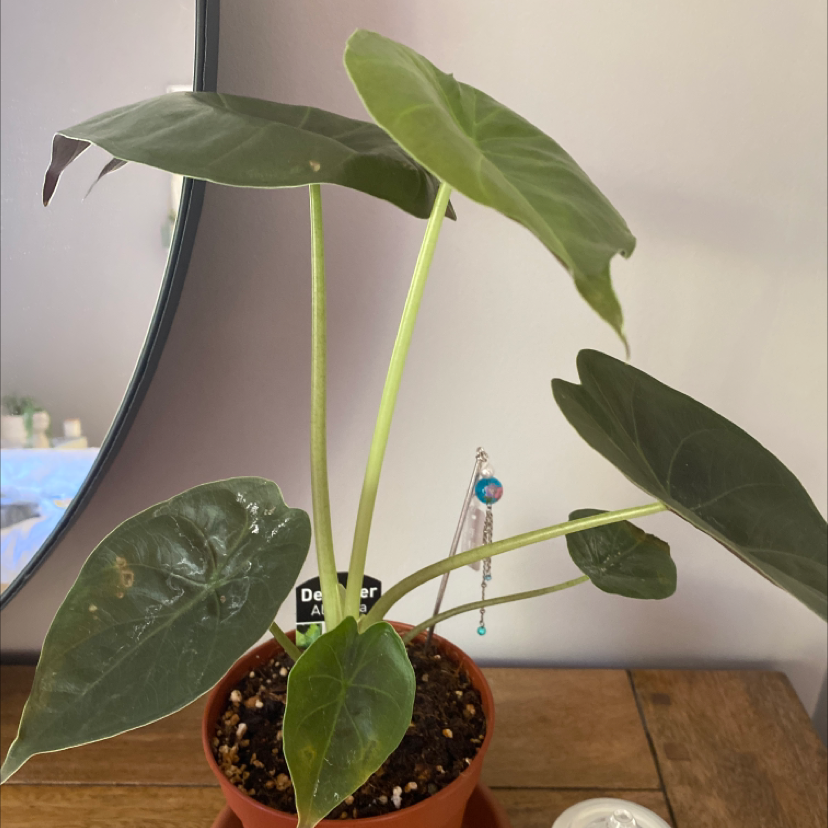 Potted Zebra Elephant Ear plant with large, dark green leaves on a wooden surface.