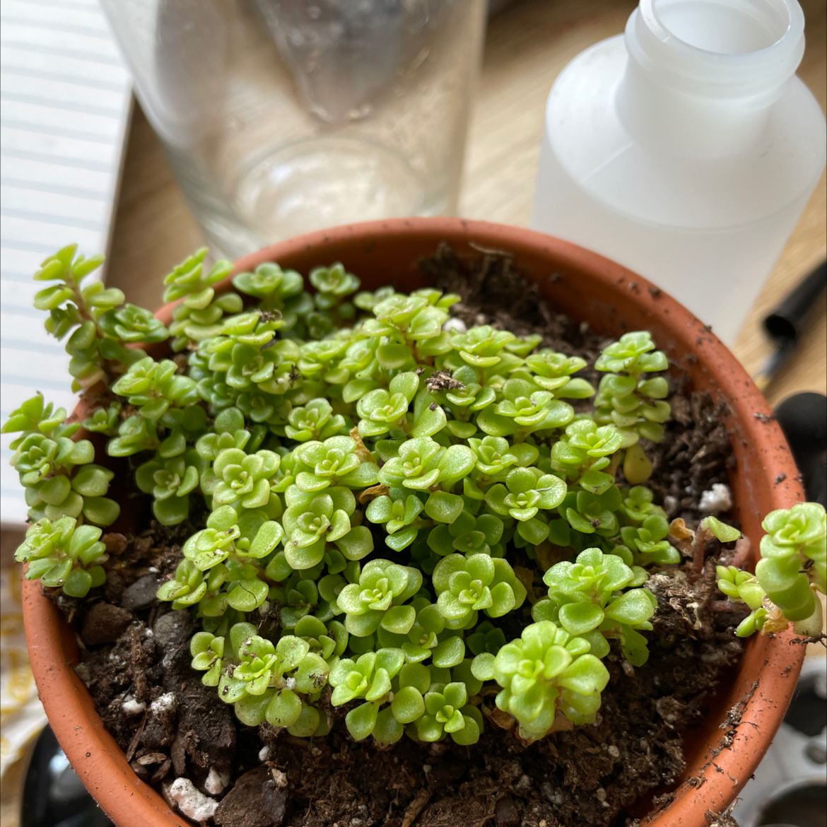Potted Goldmoss Stonecrop plant with healthy green foliage and visible soil.