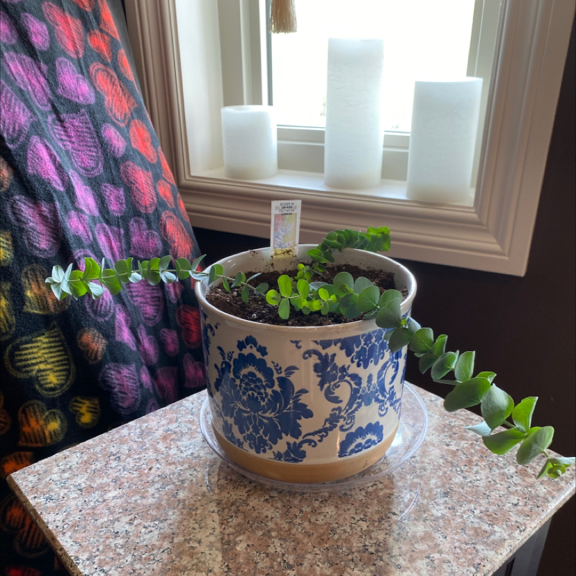Healthy silver dollar plant with round silvery foliage in a blue and white patterned pot on a tabletop with a floral curtain backdrop.