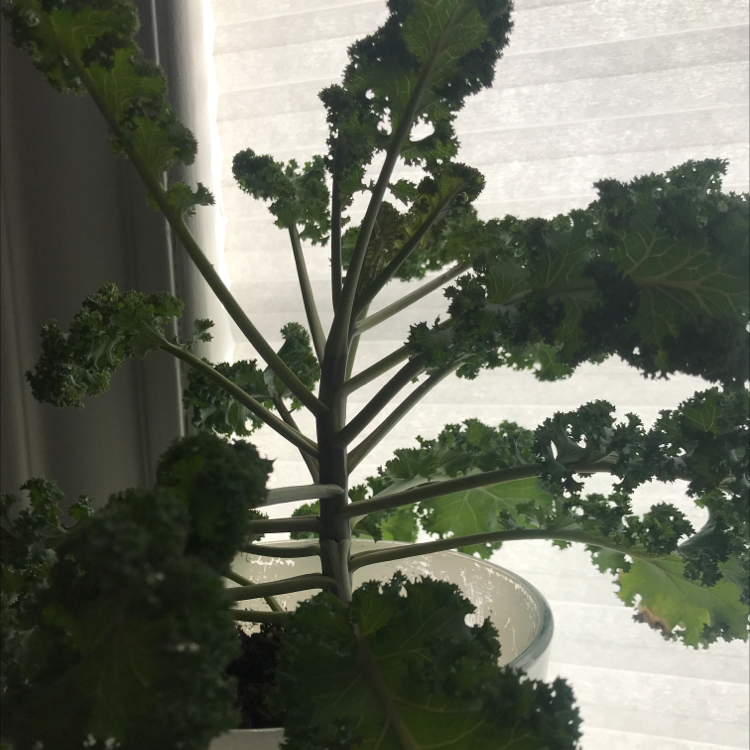 Healthy, large kale plant with dark curly leaves growing outdoors in a raised bed against a concrete wall.