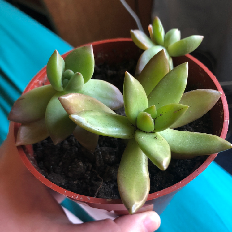Sedum adolphi 'Golden Glow' plant in a small pot with visible soil and slight browning at leaf tips.