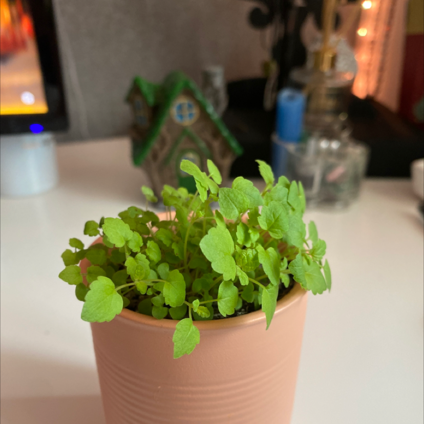 Spearmint plant photo by @marsbar named Montgomery on Greg, the plant care app.