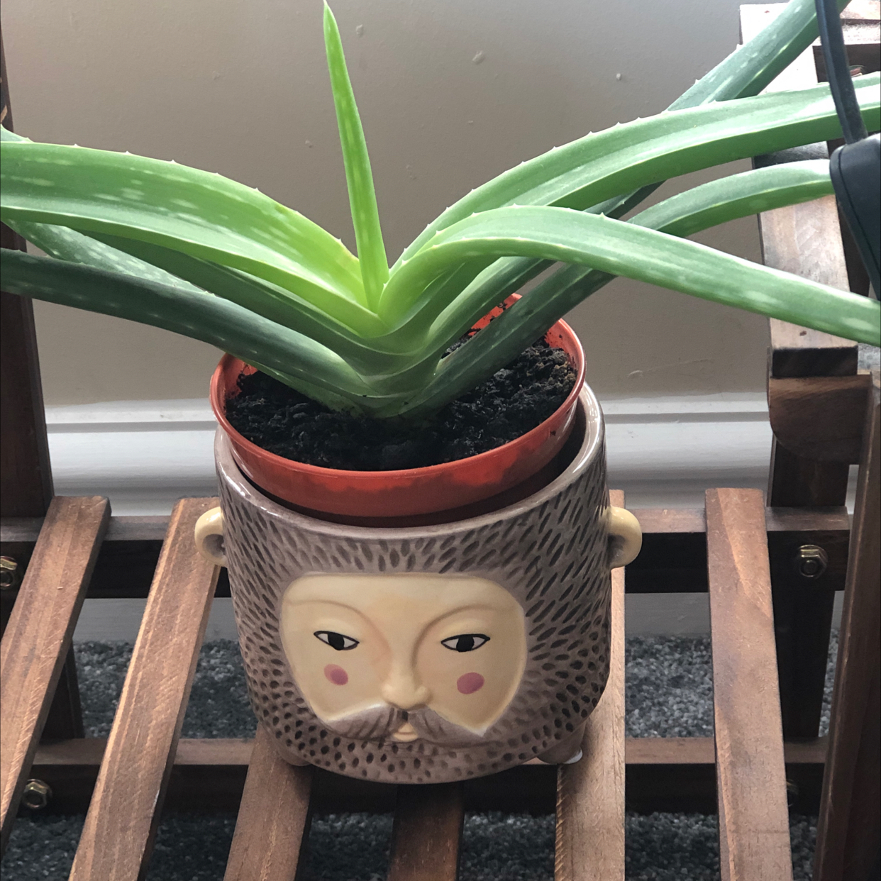 Aloe vera plant photo by Emelia named Aloe on Greg, the plant care app.