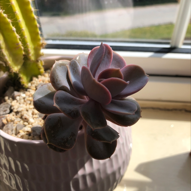 Echeveria Runyonii plant photo by @Onion26 named Athena on Greg, the plant care app.