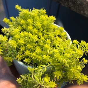 Jenny's Stonecrop plant photo by Léonie named cosco on Greg, the plant care app.