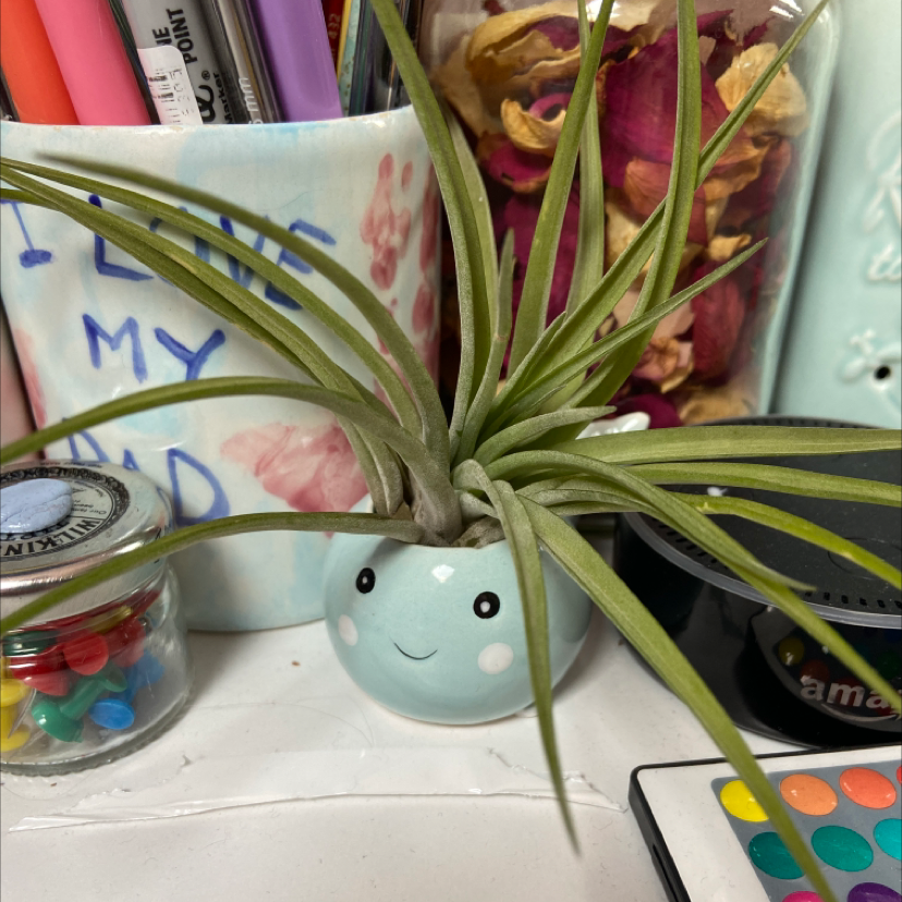 Photo of the plant species Pink Quill Plant by @amycaitlin08 named Miley on Greg, the plant care app