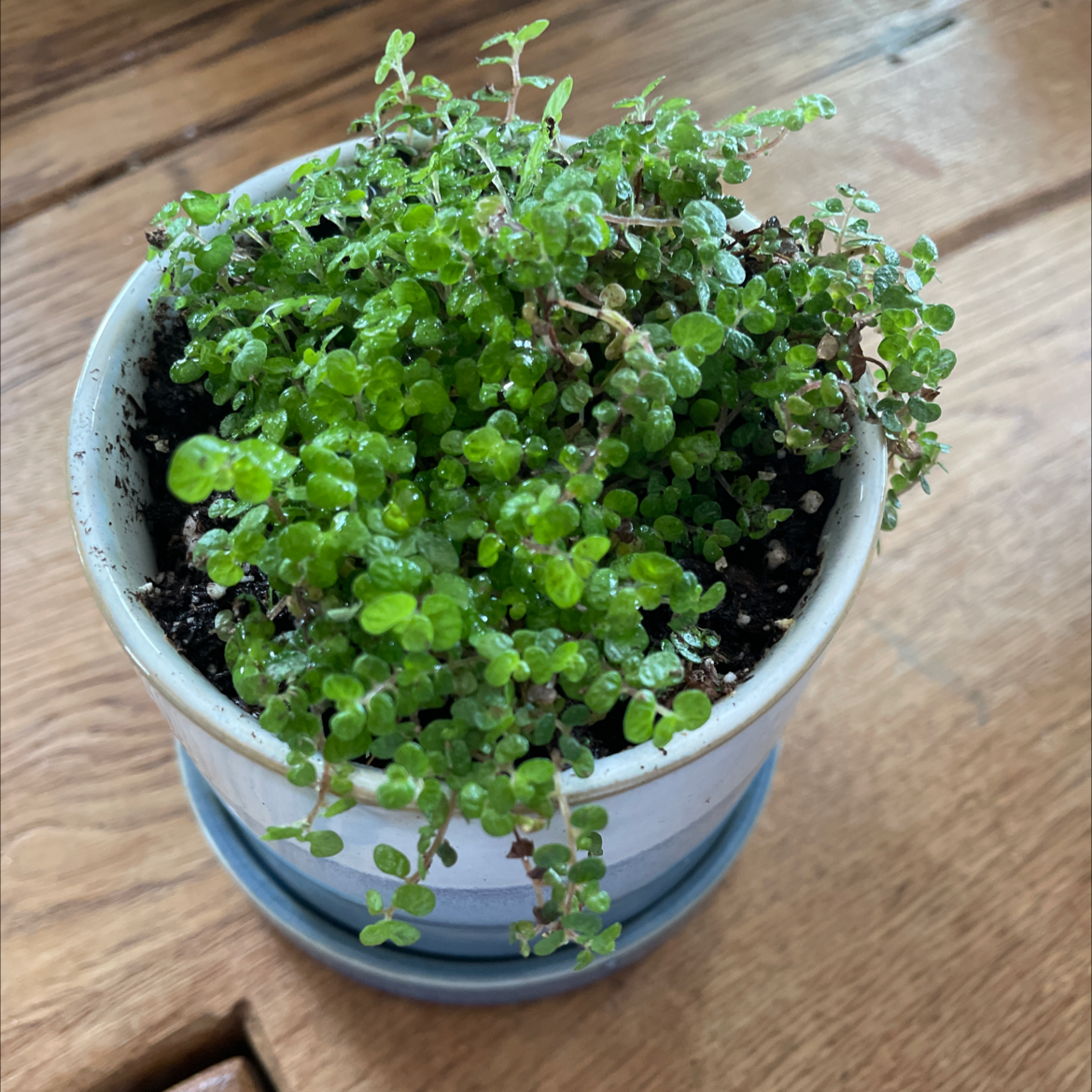 Photo of the plant species Giant Baby Tears by Zola named stuart on Greg, the plant care app