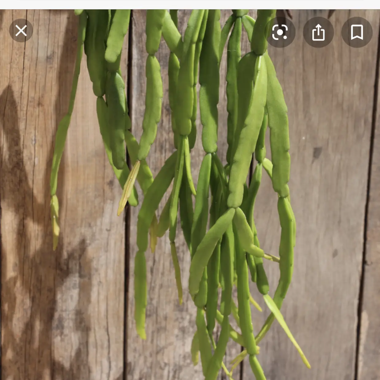 Photo of the plant species Mistletoe Cactus by Joelle named Paul on Greg, the plant care app