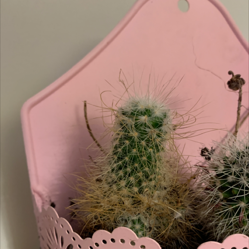 Correll's Hedgehog Cactus in a pink container with some browning parts.
