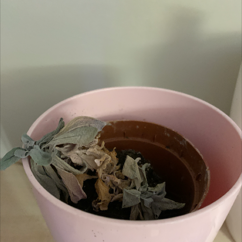A potted Lamb's Ear plant with wilted, discolored leaves in a pink pot.