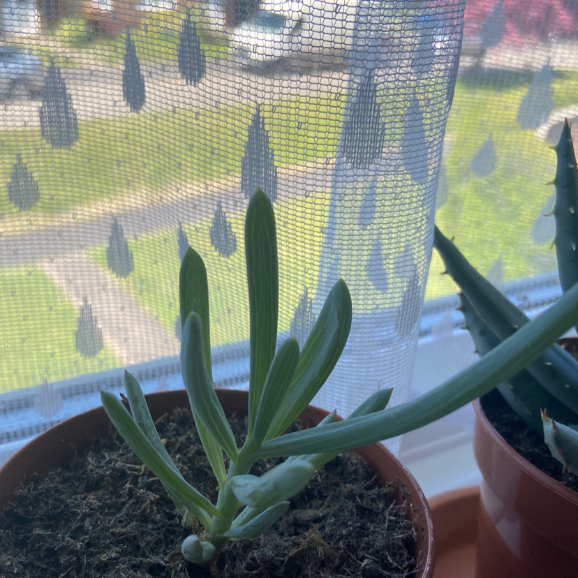 Blue Chalksticks plant photo by @miaa named Robert Plant on Greg, the plant care app.