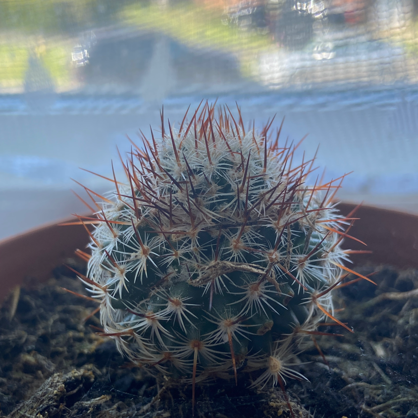 Pincushion Cactus in a pot with visible spines and soil.