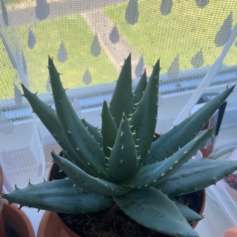 Red Hot Poker Aloe plant photo by @miaa named Bodhi on Greg, the plant care app.