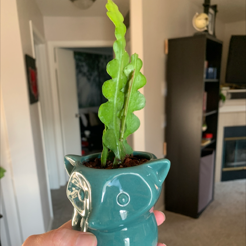 Fishbone Cactus in a decorative pot, held by a hand, with visible soil.