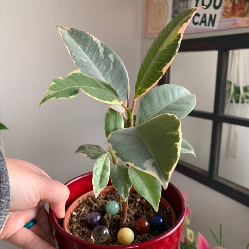 Rubber Plant plant photo by @TatianaMoss named Zeus on Greg, the plant care app.