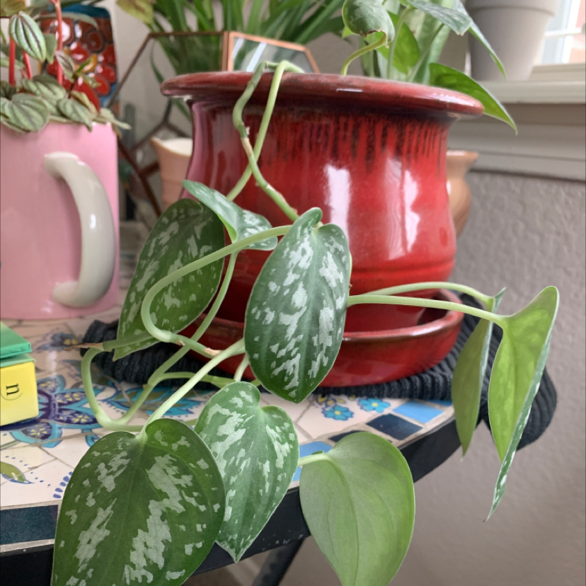 Satin Pothos plant photo by @TatianaMoss named Vera on Greg, the plant care app.