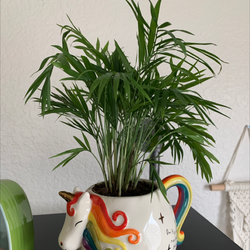 Parlour Palm plant photo by @TatianaMoss named Audrey on Greg, the plant care app.