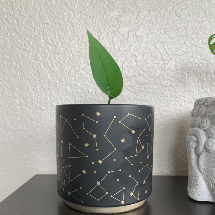 Photo of the plant species Jade Pothos by @TatianaMoss named Orion on Greg, the plant care app